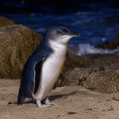 Little Penguin