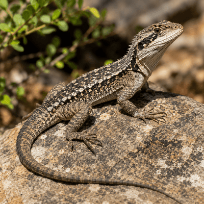 Lizard