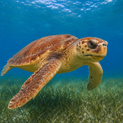 Loggerhead Sea Turtle