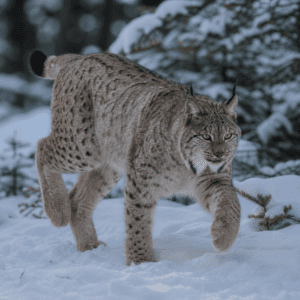 Lynx