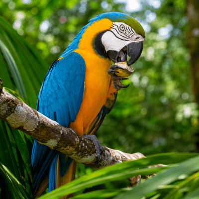 Macaw