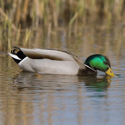 Mallard