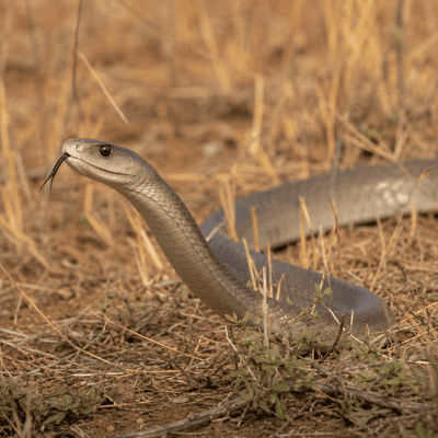 Mamba