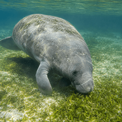 Manatee