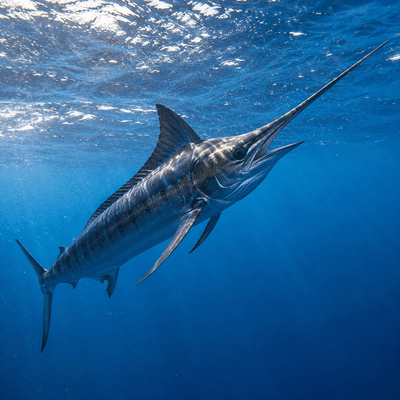 Marlin