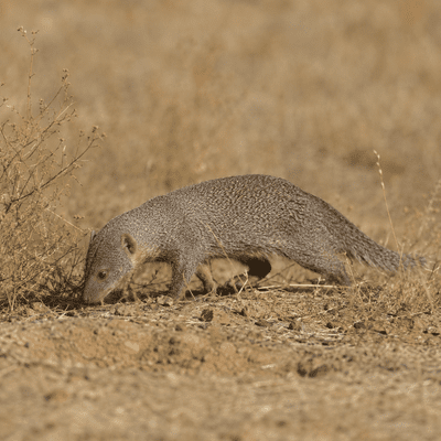 Mongoose