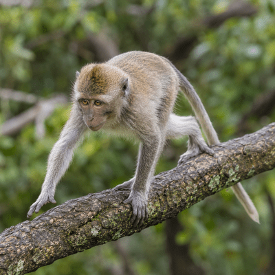 Monkey