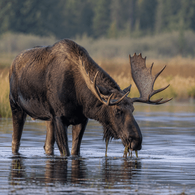 Moose