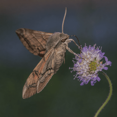 Moth
