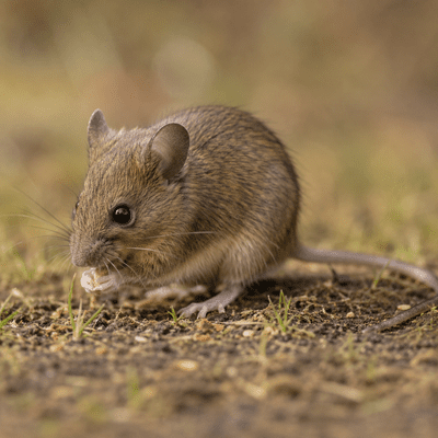 Mouse