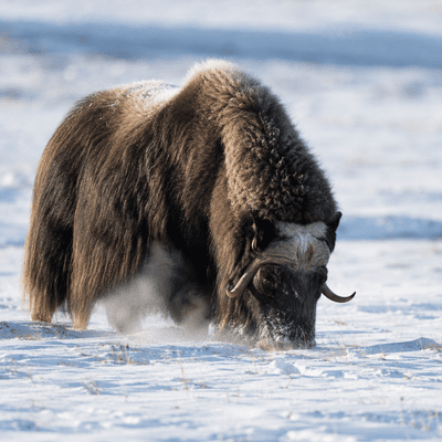 Musk ox