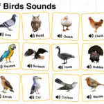 Names of Birds Sounds in English with their Pictures