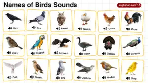 Names of Birds Sounds in English with their Pictures