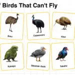 Names of Birds that Can't Fly in English with their Pictures
