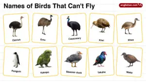Names of Birds that Can't Fly in English with their Pictures
