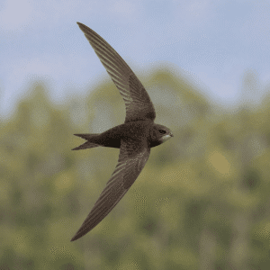 Needletail swift