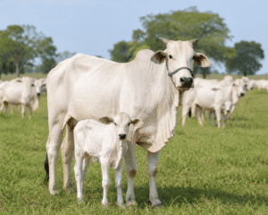 Nellore cattle