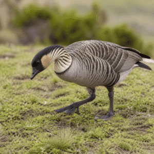Nene