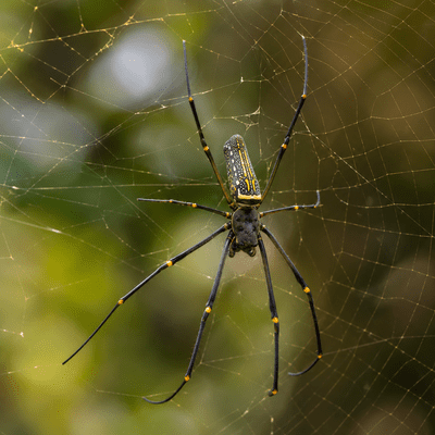 Nephila