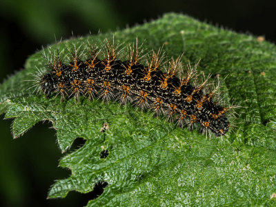 Nettle caterpillar