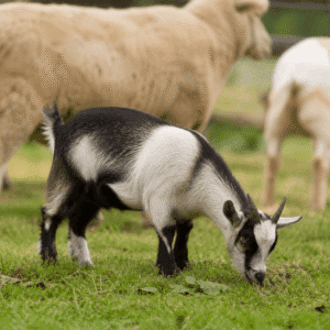 Nigerian dwarf goat