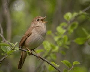 Nightingale