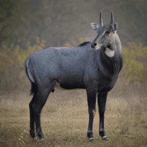 Nilgai