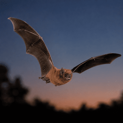 Noctule Bat