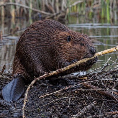 North American Beaver