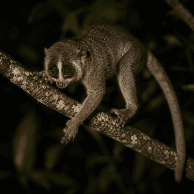 Northern Night Monkey