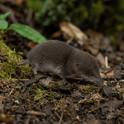 Northern Short-Tailed Shrew