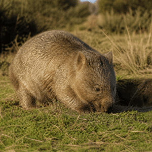 Northern hairy-nosed wombat