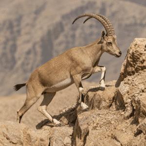 Nubian ibex