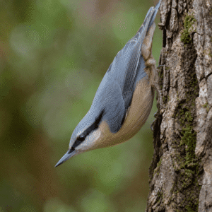 Nuthatch