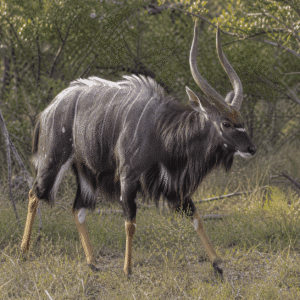 Nyala