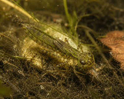 Nymph