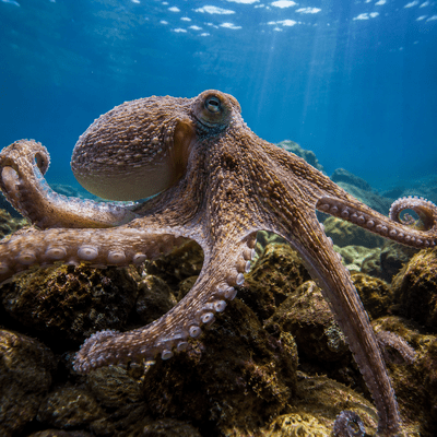 Octopus