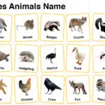 Omnivores Animals Name in English with their Pictures
