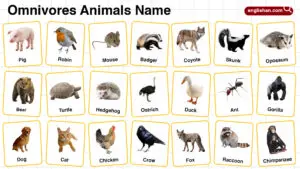 Omnivores Animals Name in English with their Pictures