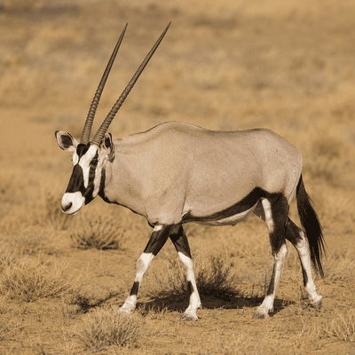 Oryx