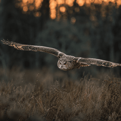 Owl