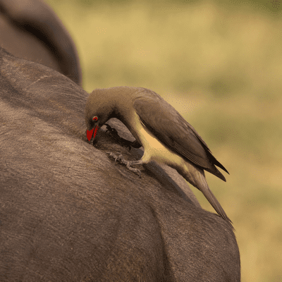 Oxpecker