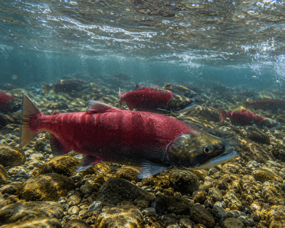 Pacific Salmon