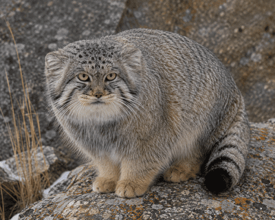 Pallas’s Cat