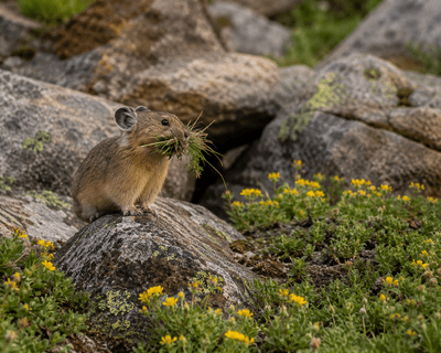 Pika