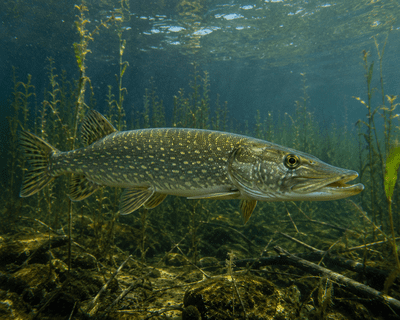 Pike