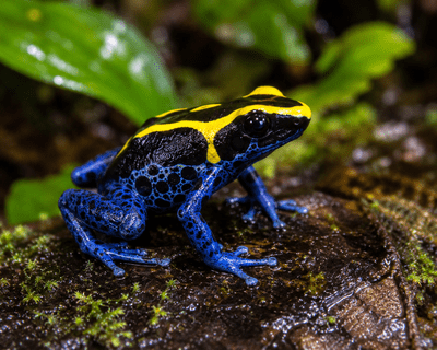 Poison Dart Frog