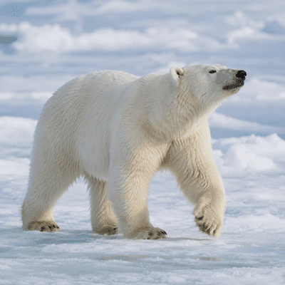 Polar Bear