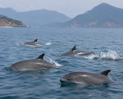 Porpoise