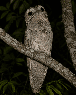 Potoo